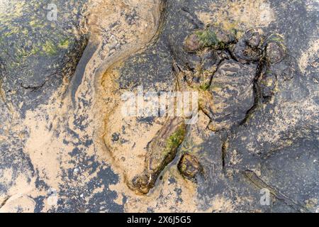 Prehistoric North Sea European petrified forest of Doggerland, at Redcar, North Yorkshire, UK, submerged due to Mesolithic era climate change Stock Photo