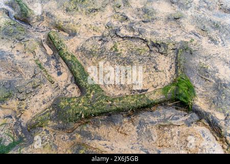 Prehistoric North Sea European petrified forest of Doggerland, at Redcar, North Yorkshire, UK, submerged due to Mesolithic era climate change Stock Photo