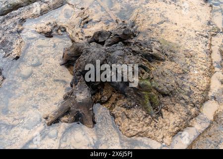 Prehistoric North Sea European petrified forest of Doggerland, at Redcar, North Yorkshire, UK, submerged due to Mesolithic era climate change Stock Photo