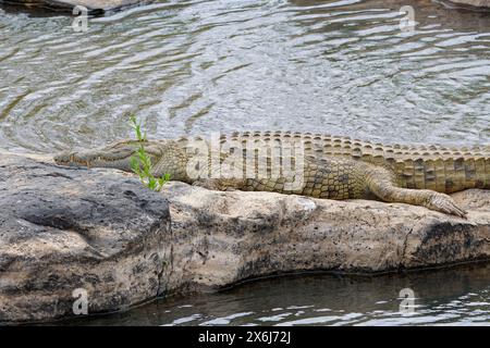 Nile crocodile, (Crocodylus niloticus), adult, sleeping on the rocky bank of the Sabie River, Kruger National Park, South Africa, Africa Stock Photo
