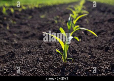 Rows of young green corn plants in a cornfield. Selective focus. Stock Photo