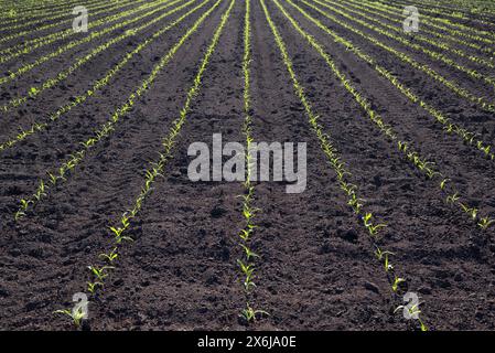 Rows of young green corn plants in a cornfield. Stock Photo