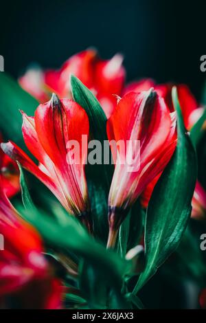 Red alstroemeria flowers on a black background Stock Photo