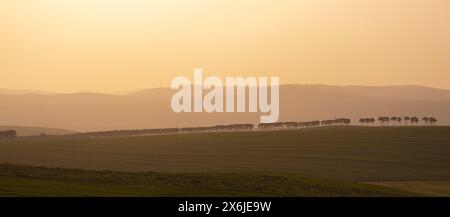 Trees planted in a row at sunset. Shemakha. Azerbaijan. Stock Photo