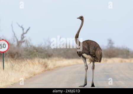 South African ostrich (Struthio camelus australis), adult female standing on a tarred road, next to a speed limit traffic sign, Kruger National Park, Stock Photo