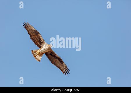 Habichtsadler, Bonelli's Eagle, (Hieraaetus fasciatus,) Aigle de Bonelli, Águila-azor Perdicera Stock Photo