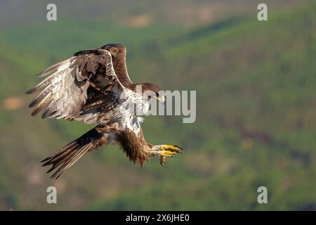 Habichtsadler, Bonelli's Eagle, (Hieraaetus fasciatus,) Aigle de Bonelli, Águila-azor Perdicera Stock Photo