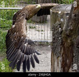 Non Exclusive: VINNYTSIA, UKRAINE - MAY 14, 2024 - A white-tailed eagle is seen in the Podilskyi Zoo, Vinnytsia, west-central Ukraine. Stock Photo
