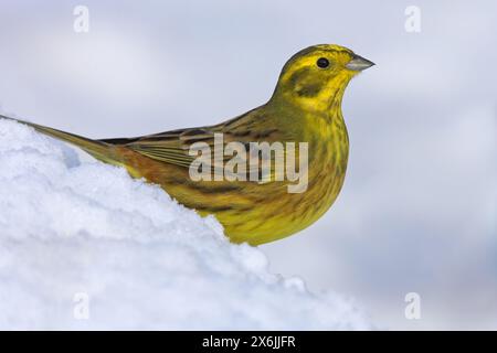 Goldammer, Yellowhammer, (Emberiza citrinella) Bruant jaune, Escribano Cerillo, Ast, branch, Jahreszeiten, Winter, Schnee, Stock Photo