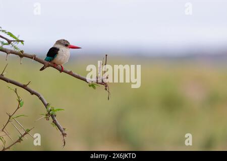 Brown-hooded kingfisher (Halcyon albiventris), adult, perched on a branch, observing, lookout point, Kruger National Park, South Africa, Africa Stock Photo