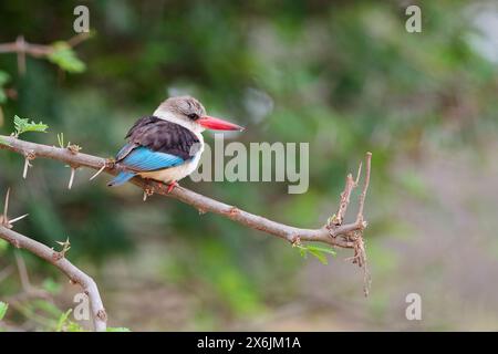 Brown-hooded kingfisher (Halcyon albiventris), adult, perched on a branch, observing, lookout point, Kruger National Park, South Africa, Africa Stock Photo