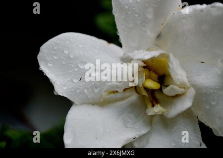 Raindrops covering a white flower following a rain storm. Stock Photo