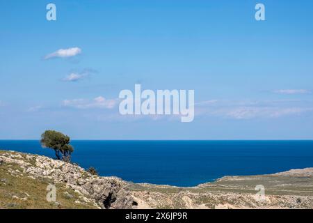 Lone tree on the coast near Lindos, Rhodes, Dodecanese archipelago, Greek Islands, Greece Stock Photo