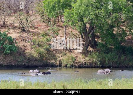 Hippopotamuses (Hippopotamus amphibius), herd in water, bathing in the Olifants River, Kruger National Park, South Africa, Africa Stock Photo