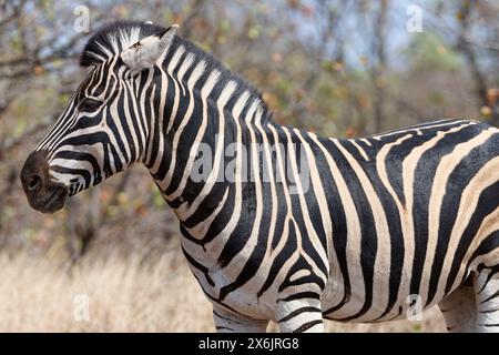 Burchell's zebra (Equus quagga burchellii), adult male standing in dry grass, animal portrait, Kruger National Park, South Africa, Africa Stock Photo