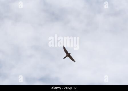 Flying Lesser Kestrel (Falco naumanni) at Ak Dagi, Kas, Turkiye Stock Photo