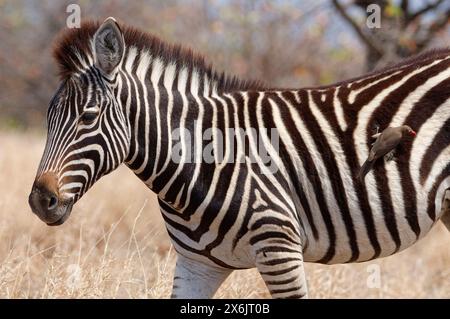 Burchell's zebra (Equus quagga burchellii), zebra foal standing in dry grass, with red-billed oxpecker (Buphagus erythrorynchus) clinging to its side, Stock Photo