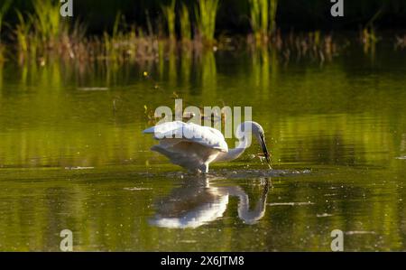 Great egret (Ardea alba), Hunting, Water, Fish, Lower Austria Stock Photo