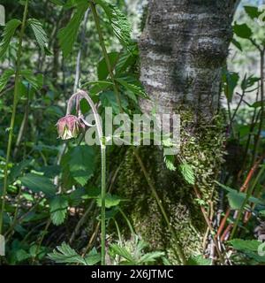 A flower leans towards a moss-covered tree in the forest. water avens (Geum Rivale) on the shore of the Almsee. Almtal Upper Austria nature reserve Stock Photo