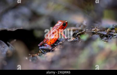 Strawberry poison-dart frog (Dendrobates pumilio), Tortuguero National Park, Costa Rica Stock Photo