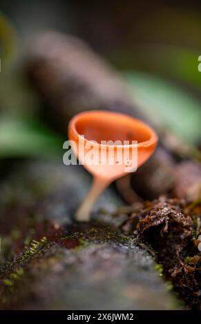 Small orange-coloured mushroom (Cookeina speciosa), growing on a tree trunk, Tortuguero National Park, Costa Rica Stock Photo