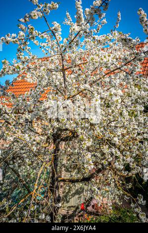 White blossoms on a Cherry tree (Prunus avium) in spring, Jena, Thuringia, Germany Stock Photo