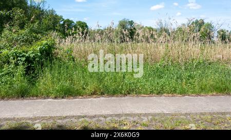 Roadside with tall grass and wild plants next to a flagstone path, flowering strip, field edge, Droemling Biosphere Reserve, Mannhausen Stock Photo