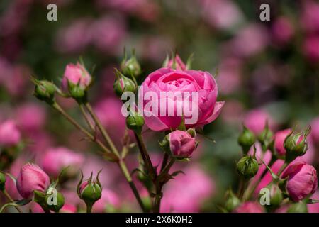 Blooming beautiful colorful roses in the garden background Stock Photo