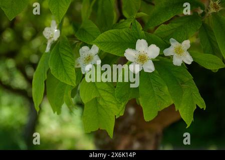 Flowering medlar (Mespilus germanicus), rose plant, Hohenlohe, Heilbronn-Franken, Baden-Wuerttemberg, Germany Stock Photo