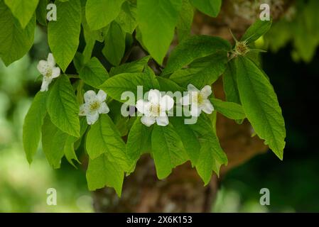 Flowering medlar (Mespilus germanicus), rose plant, Hohenlohe, Heilbronn-Franken, Baden-Wuerttemberg, Germany Stock Photo