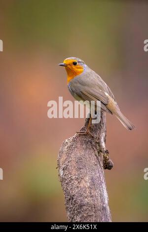 Close-up of a European robin Erithacus rubecula foraging in a forest Stock Photo