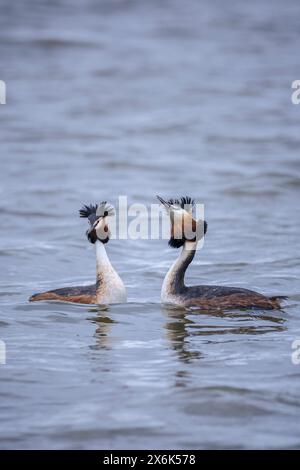 Two great crested grebes, Podiceps cristatus, mating in springtime season Stock Photo