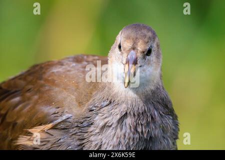 Close-up of a Young common moorhen, Gallinula chloropus, swimming in a pond on the water surface. The background is green, selective focus is used. Stock Photo