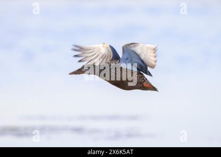 Closeup of a northern shoveler duck female, anas clypeata, in flight Stock Photo