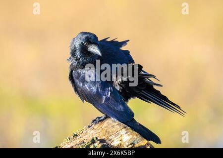 Closeup of a carrion crow Corvus corone black bird perched in sunlight Stock Photo