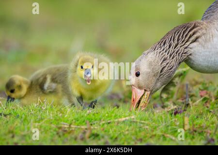 Close-up of a Greylag goose chick, Anser anser, foraging in a green meadow Stock Photo
