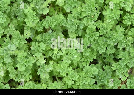 Parsley-piert - Aphanes arvensis Stock Photo