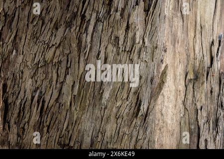 Bark texture background on eucalyptus tree trunk. Stock Photo