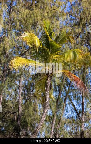 Coconut palm on the beach, Aldabra Atoll, Outer Seychelles, Seychelles, Indian Ocean Stock Photo