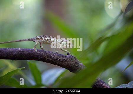 Nosy Be panther chameleon (Furcifer pardalis) walks along a tree branch, Nosy Komba, Diana, Madagascar, Indian Ocean Stock Photo