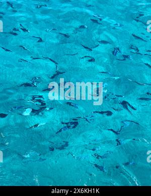 Blue water surface of a swimming pool with small waves in summer Stock Photo