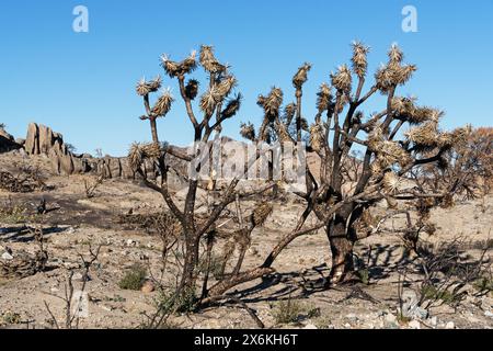 burned joshua trees and scorched rocks near the New York Mountains burned in the York Fire in 2023 Stock Photo