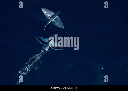 Flying fish seen from the bow of the expedition cruise ship SH Diana ...
