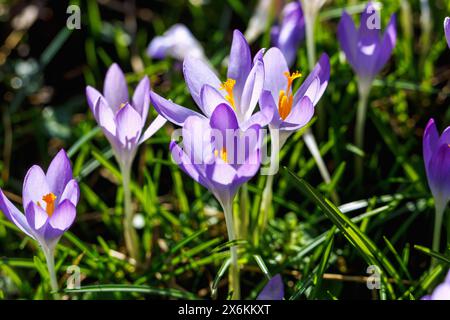 blooming Crocus tommasinianus (fairy crocus, Dalmatian crocus, Tommasini's crocus) in the grass Stock Photo