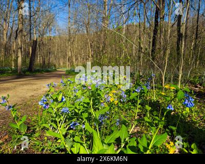 A patch of Virginia bluebells and wild yellow daisies blooming along a bridle path in a Cleveland area nature park Stock Photo
