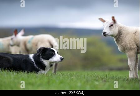 Border Collie sheepdog facing up to lambs in a pasture. North Yorkshire, UK. Stock Photo
