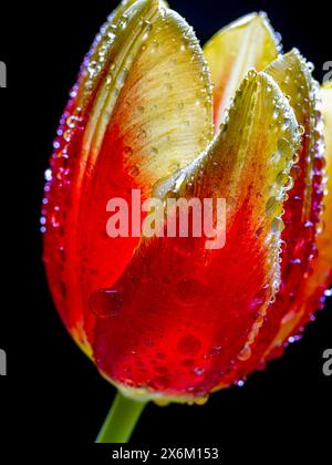 Close up of flower arrangement in studio setting, Red Tulip Stock Photo