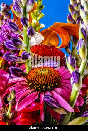 Echinacea,herbaceous flowering plants in the daisy family.commonly called coneflowers Stock Photo