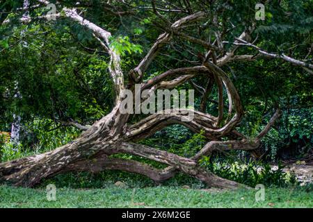 Silang Tree This image shows a rural landscape in Bagong Silang, San Miguel ...