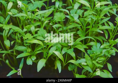 Growing micro greens coriander sprouts. Growing superfood. Business startup. Fresh cilantro seedlings in plastic container. Vitamin dietary microgreen Stock Photo